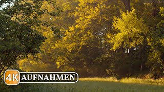 Natur am Morgen: Vogelzwitschern &amp; Waldgeräusche am frühen Morgen (Ohne Loop)