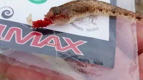 LRF - November Lure Only Species Hunt - Part 3