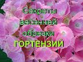 Правильная обрезка крупнолистной гортензии, все нюансы и секреты весеннего ухода за гортензиями.