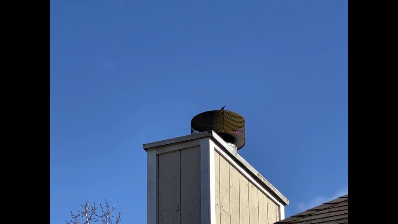 Seattle Woodpecker Calls and Rapid drumming in metal chimney crown