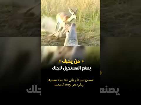 التمساح يبتز الام لتأتي تنقذ حياة صغيرها وتكون وجبته المفضله