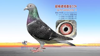 【特賣會】B19-4086228