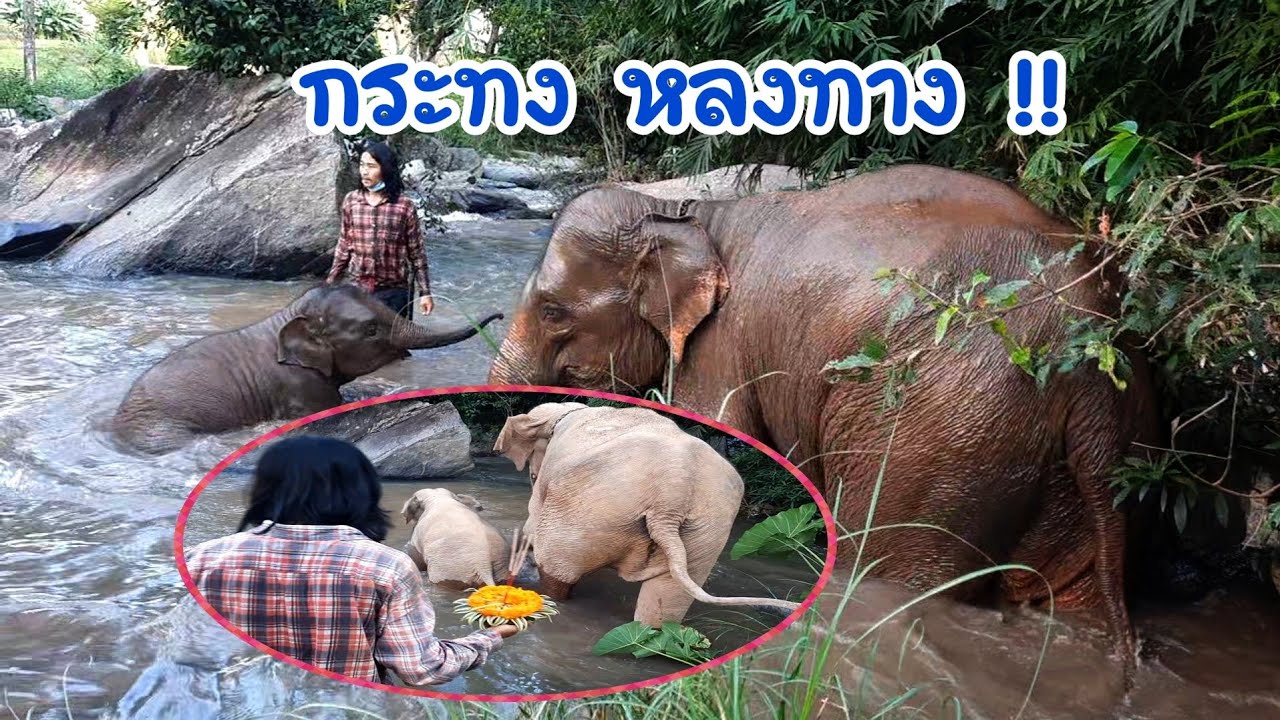 ลอย กระทง ยังไง ให้ทั้งคน ทั้งช้าง หลงทาง !! งานนี้สนุกสุดเหวี่ยงไปเลย