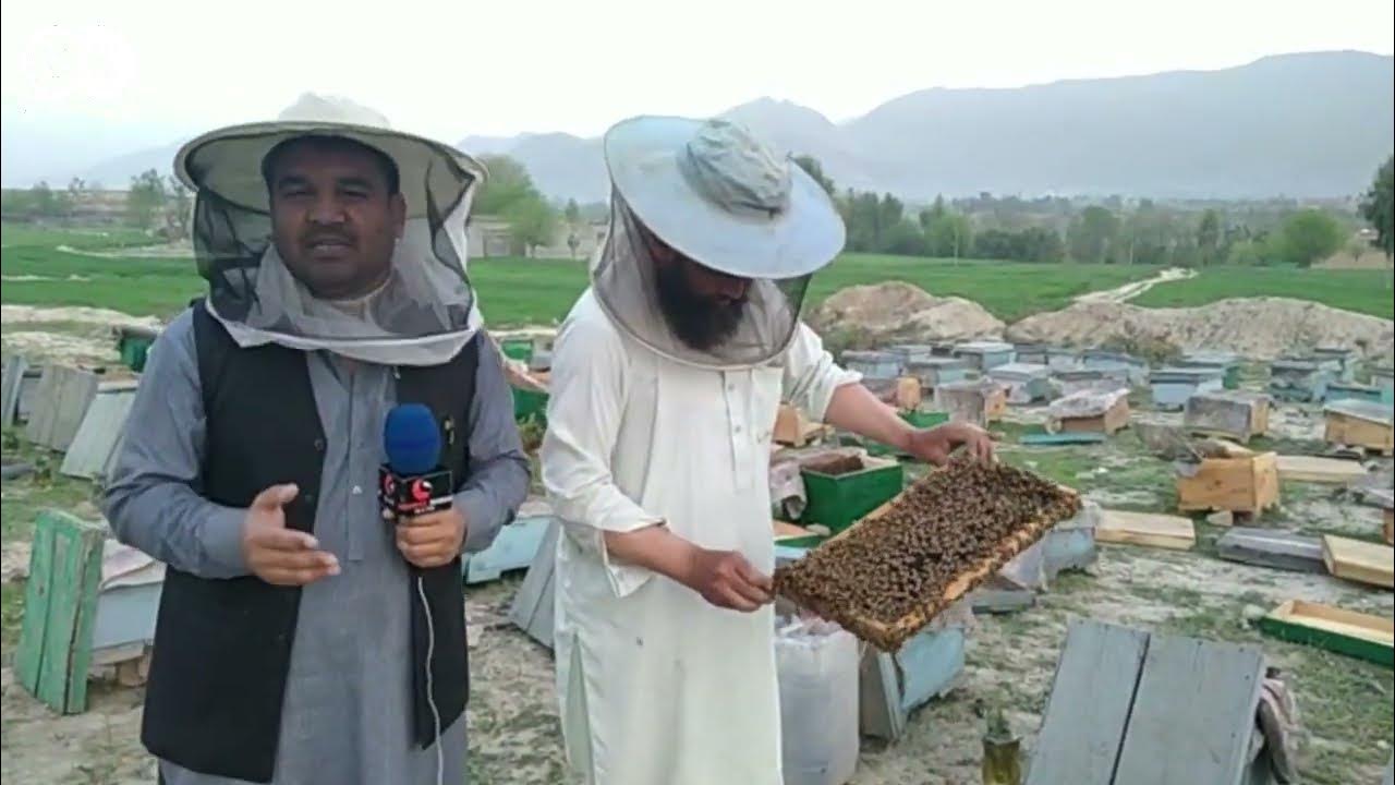 Bee Queen l Bee Honey l Shah Khalid YouTube