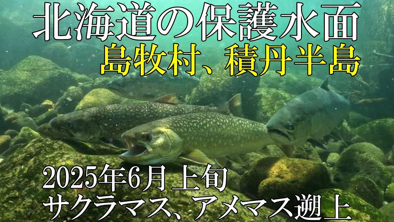 北海道の保護水面 島牧村、積丹半島 アメマス、サクラマス遡上 2025年6