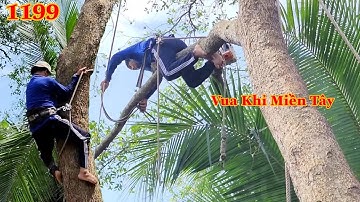 Cây Bần nghiêng hết qua con rạch và cách cưa điều khiển nhánh của Vua Khỉ Miền Tây Cutting tree