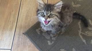 Bea (the Maine Coon Kitten) 2, Electric Boogaloo