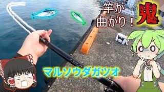 サビキ釣りしてたら急に強烈な引きが！【サビキ釣り】