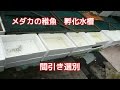 7月メダカの稚魚間引き選別 たくさん生まれています紅白メダカミユキメダカブラック3色光