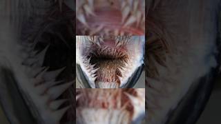 Things Humans Were Never Meant To See #shorts