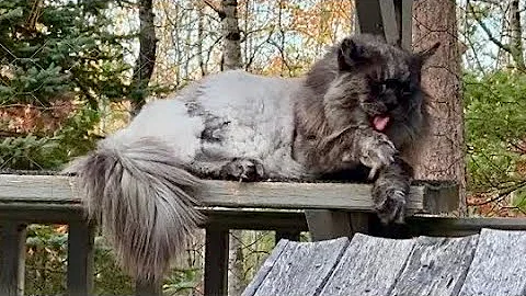 Video 11186481: mainecoon catio, male mainecoon cats, catio outdoors, enjoying catio