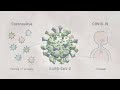 Biology of SARS-CoV-2: Infection | HHMI BioInteractive Video