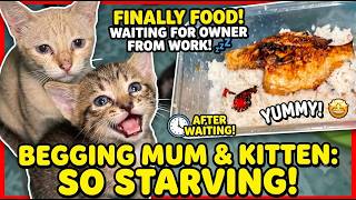 Starving Kittens and Mum beg for Night Delicious food after Waiting for Owner