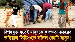 Dog shows gratitude to humans after being rescued, viral video moves millions to tears! | Bangla TV