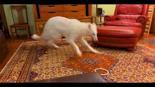 Borzoi spinning *speed up*