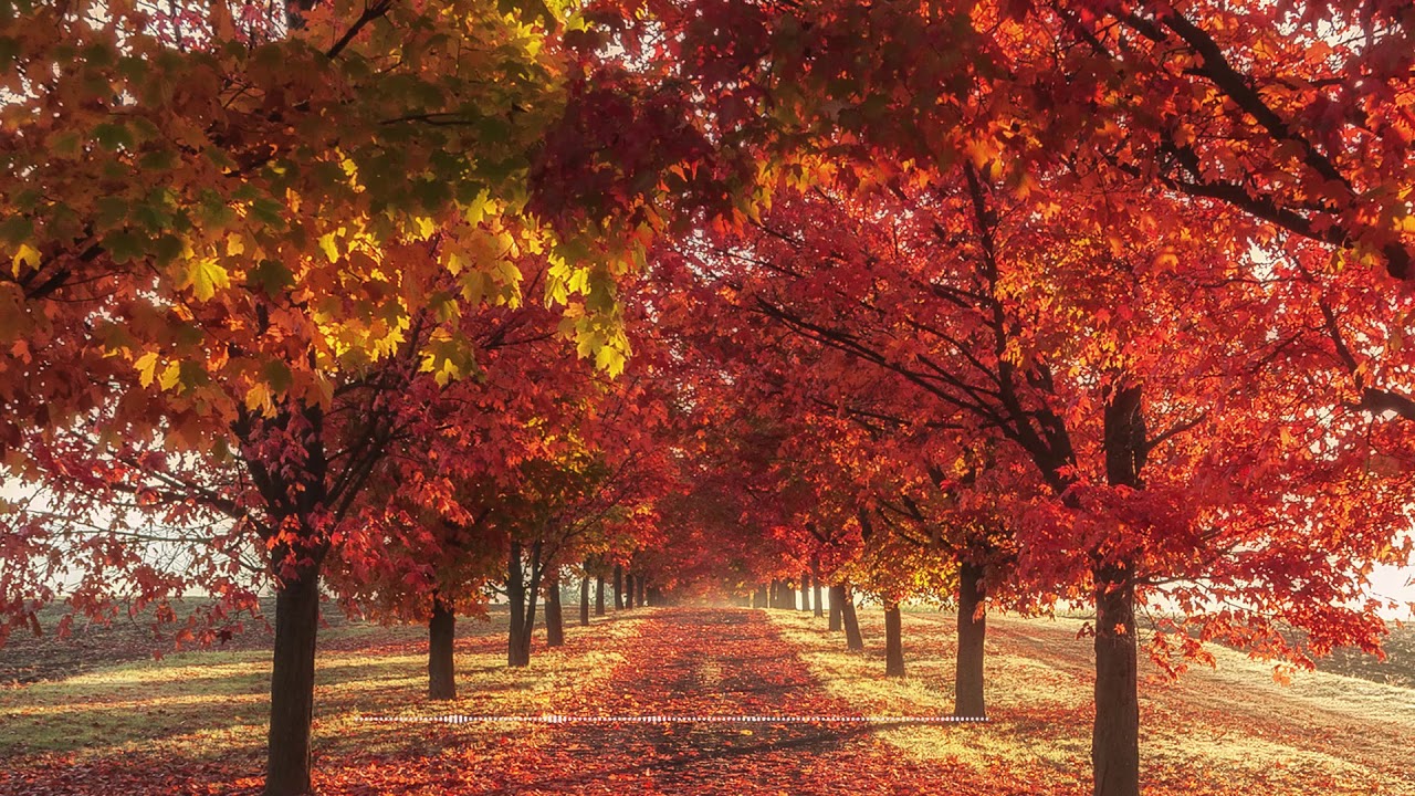 Background Music No Copyright (Free) I Lovely Autumn (Autumn Allure ...