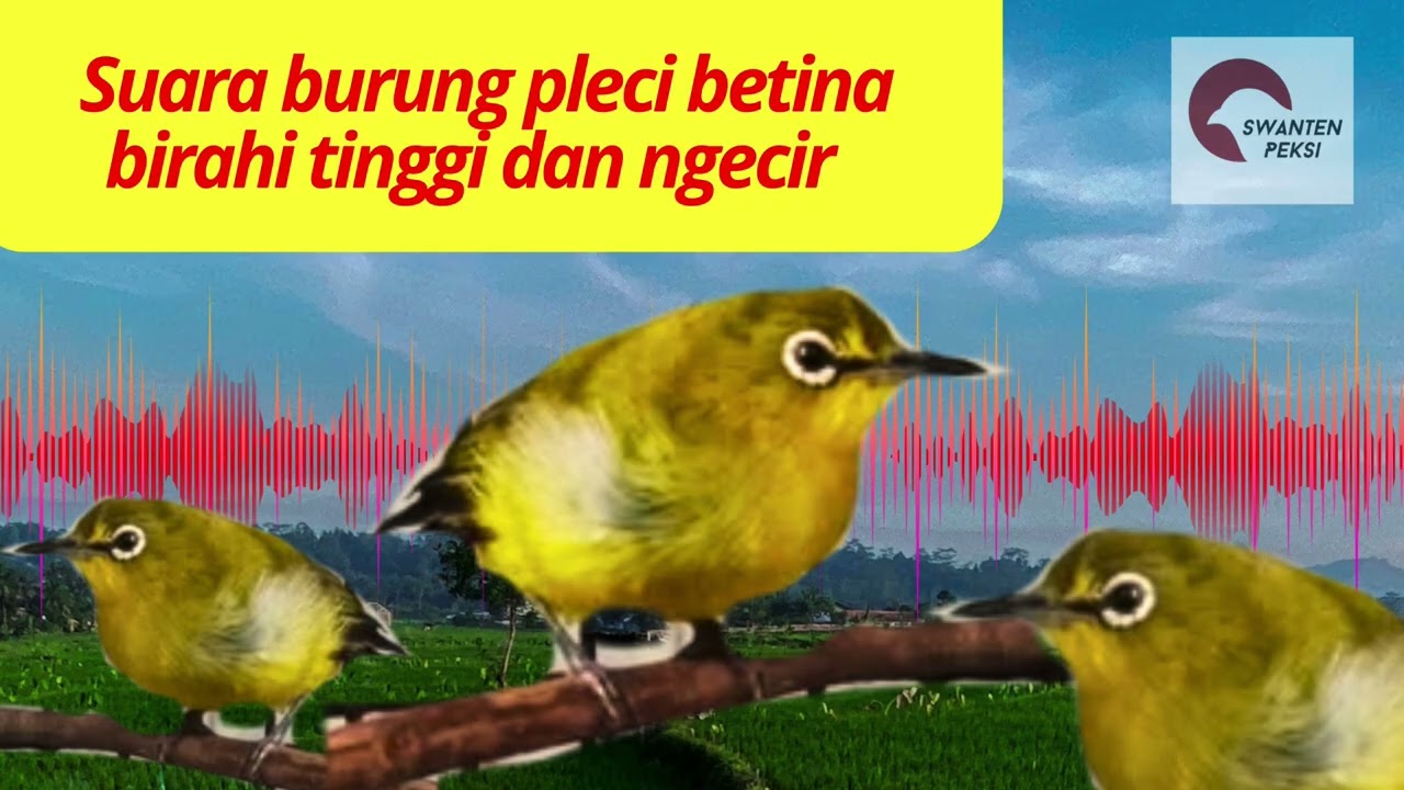 Call pleci betina ngecir birahi tinggi memanggil pejantan 