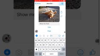 Aww Bot Demo screenshot 3