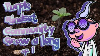 FREE SEEDS GROWALONG!!! - Purple Mindset Auto Ep1 - How to Grow Weed Home #community #seedtoharvest