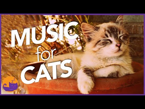 Magic Music For Cats - Unbelievable Results