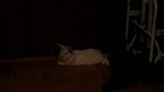 MVI_4408.avi