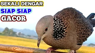 Super Gacor, Big, Most Awesome Sounding Turtle Dove