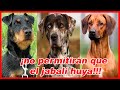Top 10 PERROS de RASTREO, persecución y contención del JABALÍ - Perro de bahía