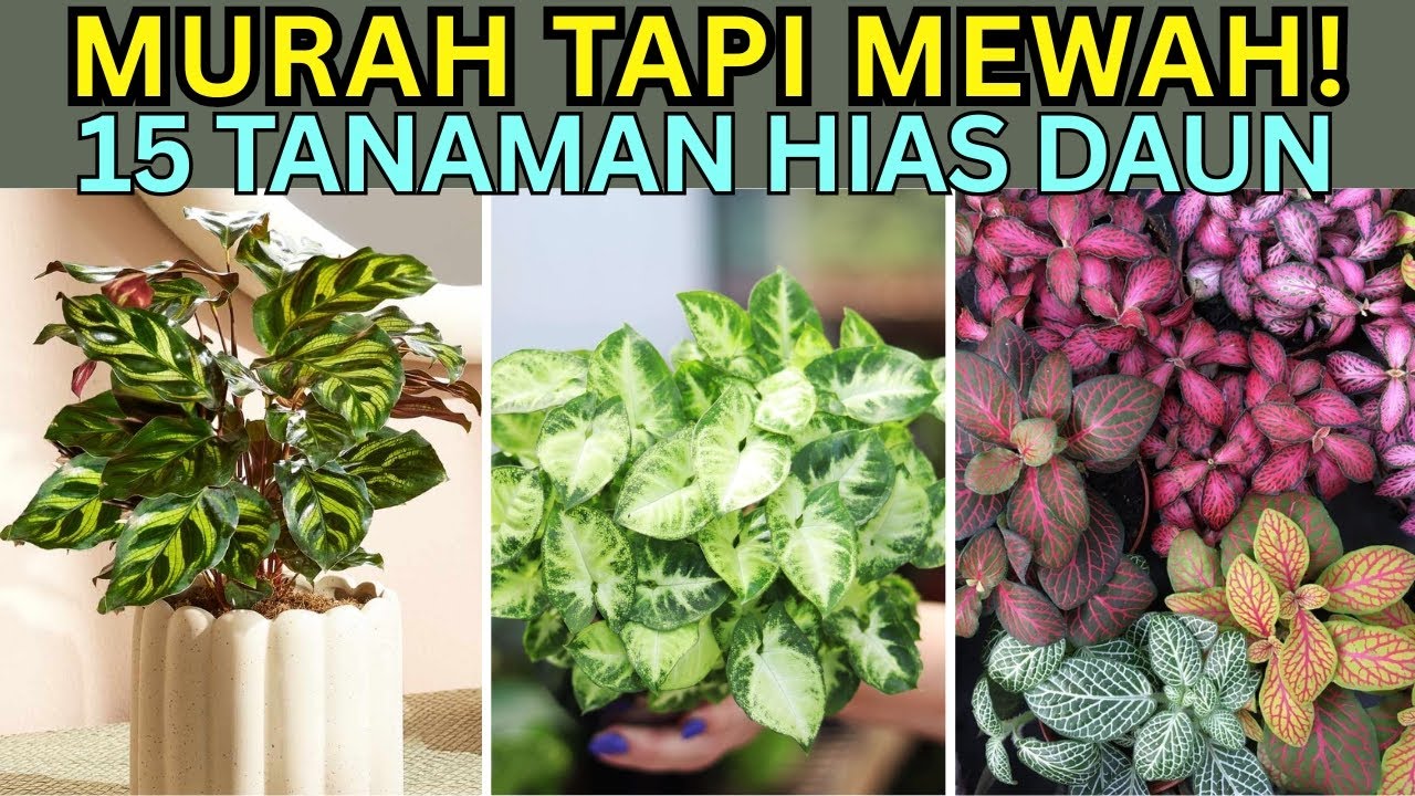 15 Tanaman Hias Daun Yang Murah Tapi Mewah untuk Interior Rumah: Tanpa Sinar Matahari, Mudah Dirawat