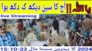 Lalukhet Bakra Mandi Live Streaming trending cute bakra goat