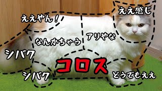 【詐欺】猫をさわった時の反応マニュアルが大嘘で逆に面白すぎました笑【関西弁でしゃべる猫】 【猫アテレコ】