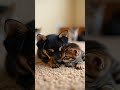 🐶🐱 Puppy &amp; Kitten Love!