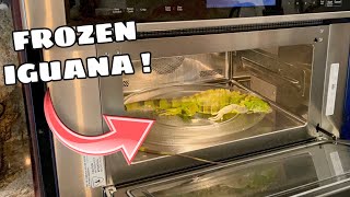 REHEATING FROZEN IGUANAS BACK TO LIFE ! I CANT BELIEVE THIS WORKED... (not clickbait)