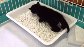 猫生初のトイレ
