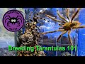 Breeding Tarantulas 101