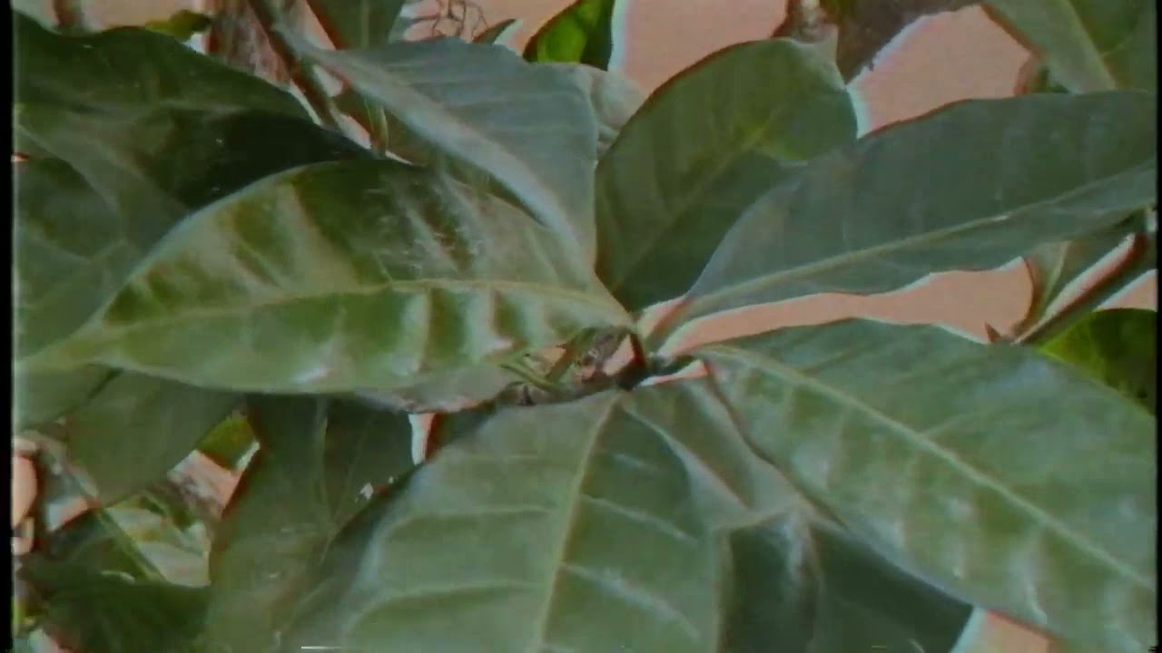 skrobaq feat. ksander - windy (prod. vintageman)