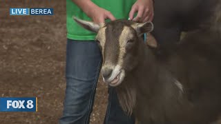 New Day Cleveland: Cuyahoga County Fair (Part 1)