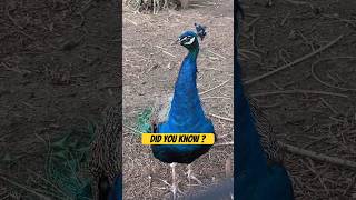 Did you know male peafowl is peacock and female is peahen #doyouknow #peacock #peafowl