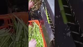 the process of arranging the stems of plants with special tools is carried out carefully#shorts