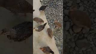 Sayon lang ba #chicken small farming.
