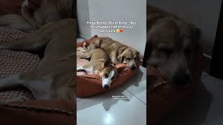 Tingu Bullies Oscar Daily… But This Happens When Oscar Gets Sick 🥺❤️ #GoldenRetriever #DogLove