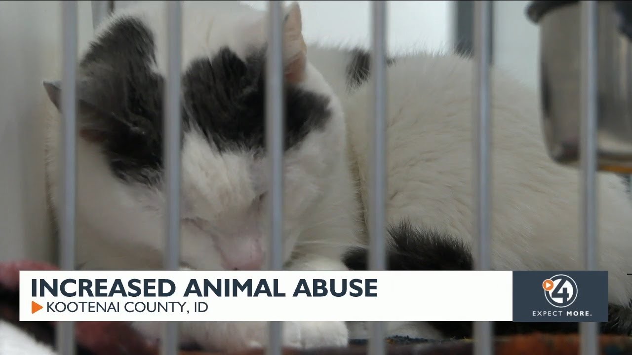 Hayden animal shelter sees increase in abuse, neglect from owners YouTube