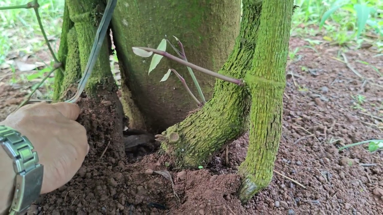 Chăm sóc cây tiêu thì cần nắm rõ những điều này 