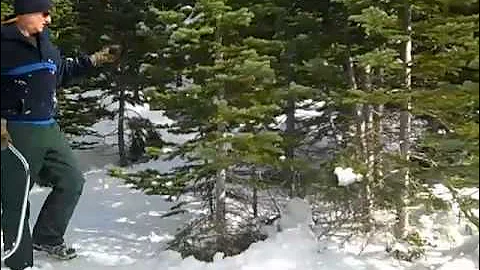 In Search of a Christmas Tree: Lakes Basin, Plumas National Forest