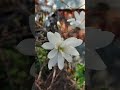 Магнолия Звездочная цветет Magnolia Stellata blooms