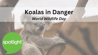 World Wildlife Day | Koalas in Danger