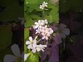 Blooming Oxalis #oxalis #flowers #gardenplants #nature #springflowers #shortsyoutube
