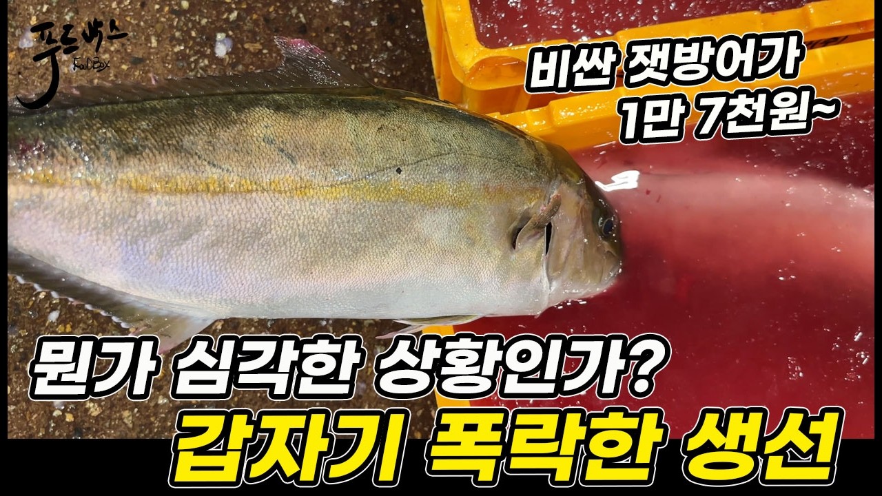 그 비싸던 생선이 이렇게까지 폭락을 하나 ... 폭염경보의 수산시장 모습 [노량진수산시장 202600730]