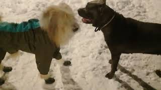 Пёс Тотоша и Герда, канэ корса, заполночь гуляют в мороз на любимой площадке ПИТОМЦЫ В МОСКВЕ🐶💖🔥🐶👂👀🤗