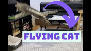 Epic Cat Jumps! | Best Exercise For Your Cat by Elsa and Dalila  455 views 2 years ago 1 minute, 37 seconds