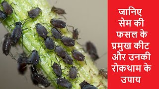 सेम में कीट नियंत्रण कैसे करें | बीन्स फसल में कीट रोकथाम कैसे करें | How To Control Bean Pests